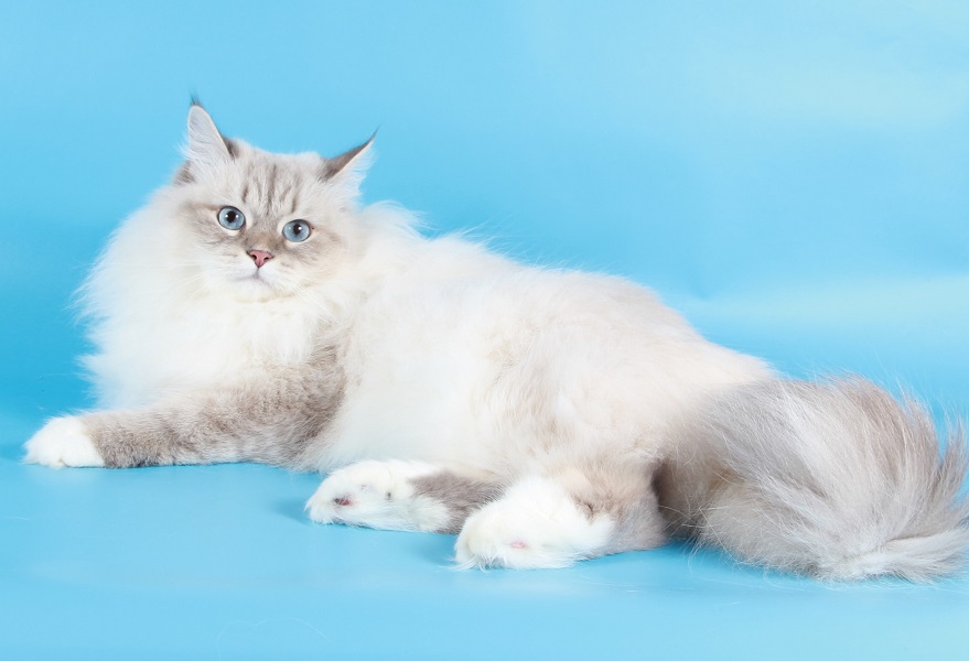 Kucing Putih 38 Gambar Nama Dan Perihalan Baka Kucing Dalam Negeri Putih Anak Kucing Albino Berbulu