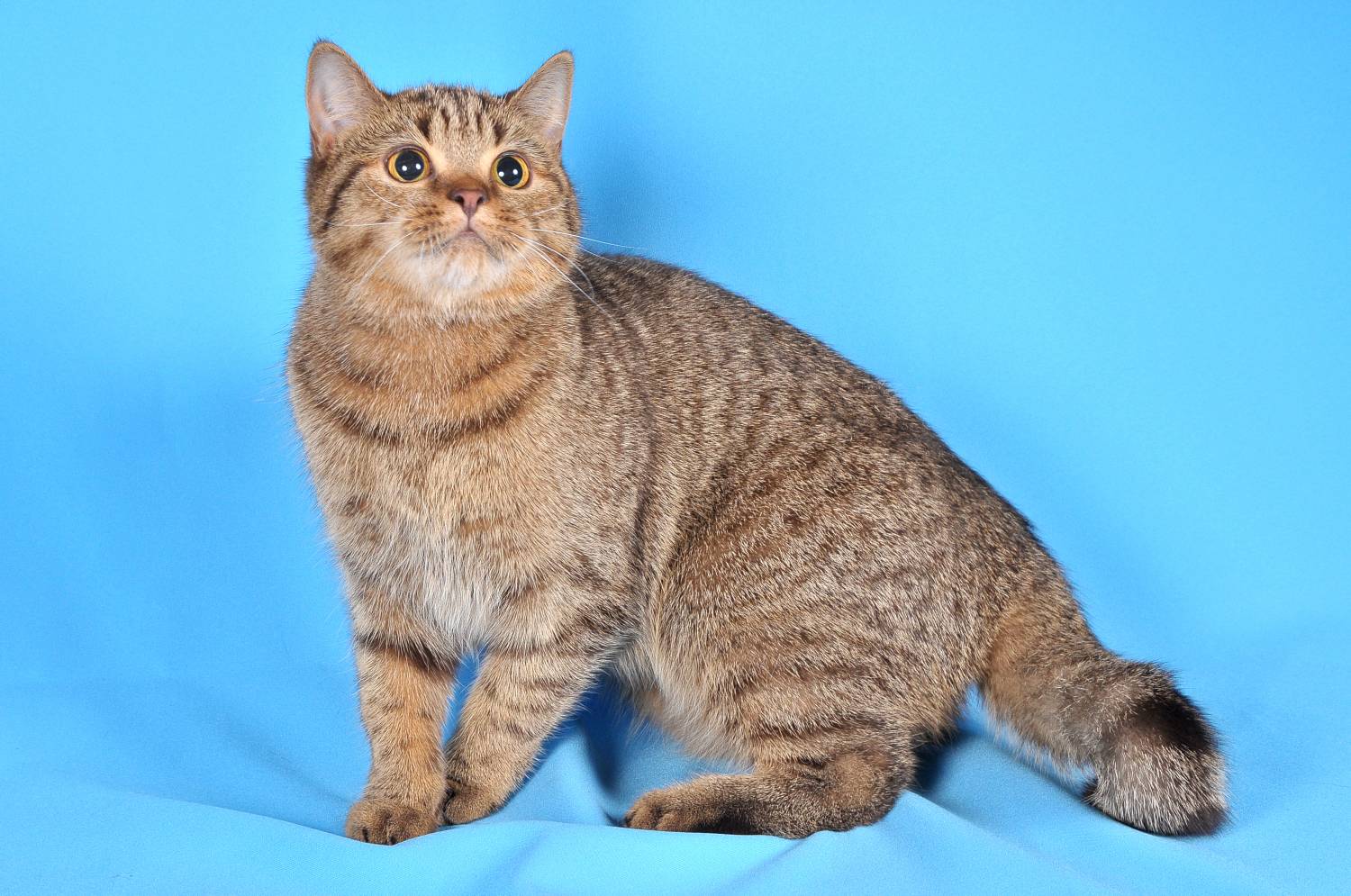 kucing-tabby-british-18-gambar-keterangan-kucing-perak-dan-marmar