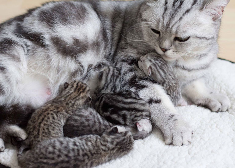 Berapa kerapkah kucing boleh dibasuh? 18 gambar Berapa kali 