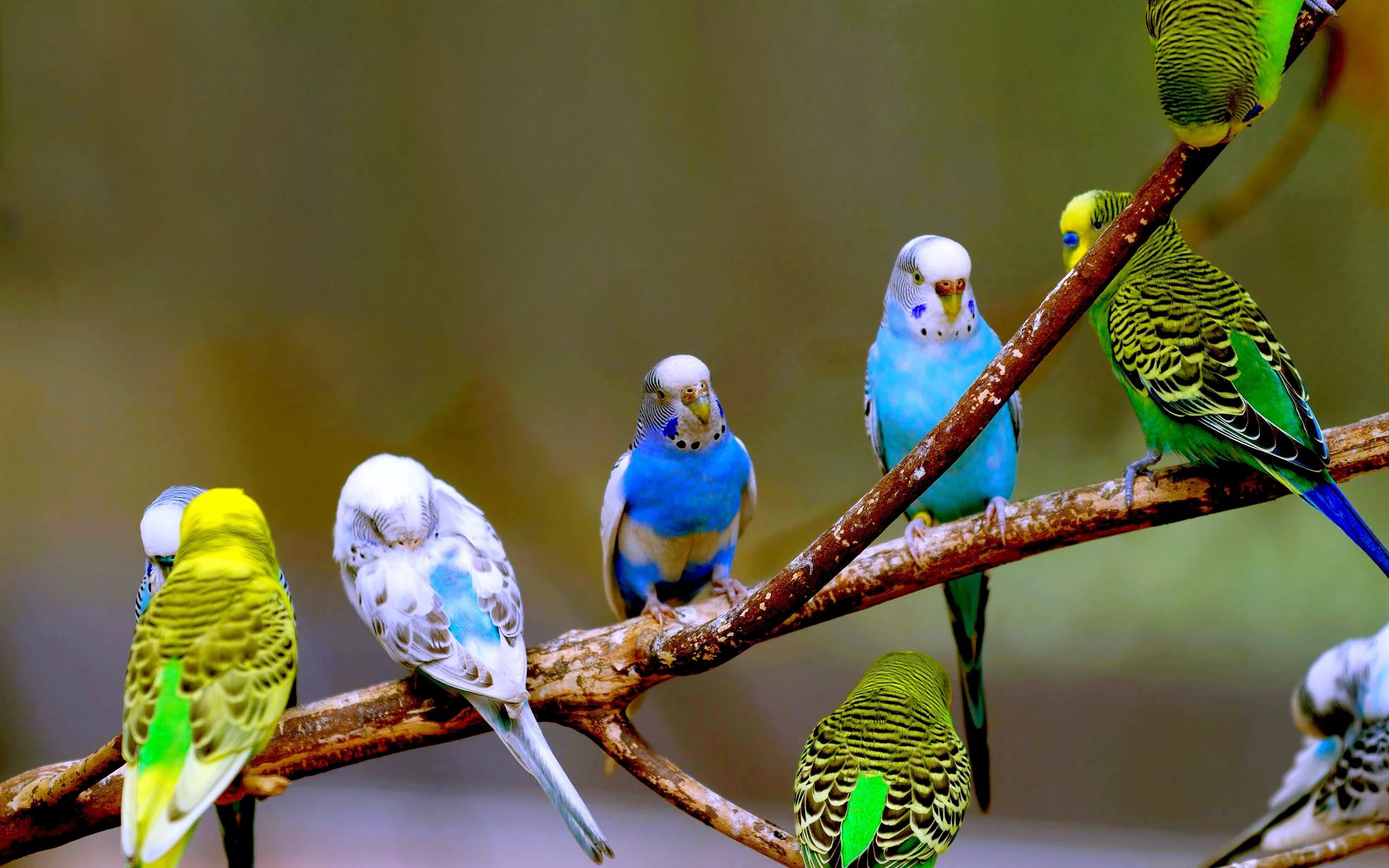 Con Vẹt Đuôi Dài Là Một Loài Chim Nhỏ Màu Xanh Lá Cây Và Màu Vàng Hình ảnh  Sẵn có - Tải xuống Hình ảnh Ngay bây giờ - iStock
