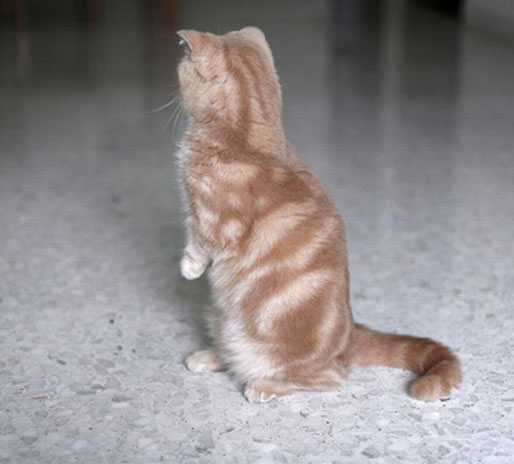 Munchkin (54 foto): ciri-ciri kucing Munchkin, watak kucing dengan 
