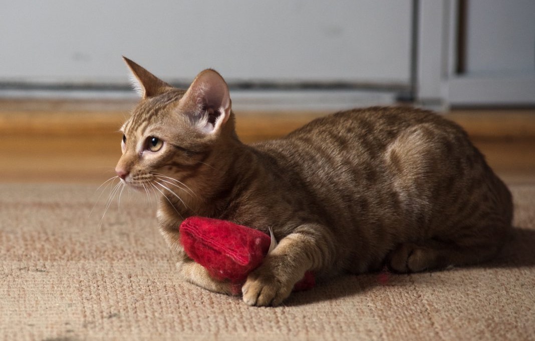 Ocicat (27 gambar): gambaran baka kucing, terutama sifat kucing 