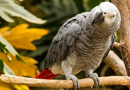 Navne papegøjer (18 billeder): sjove, smukke, interessante og til papegøjer-piger og papegøjer-drenge