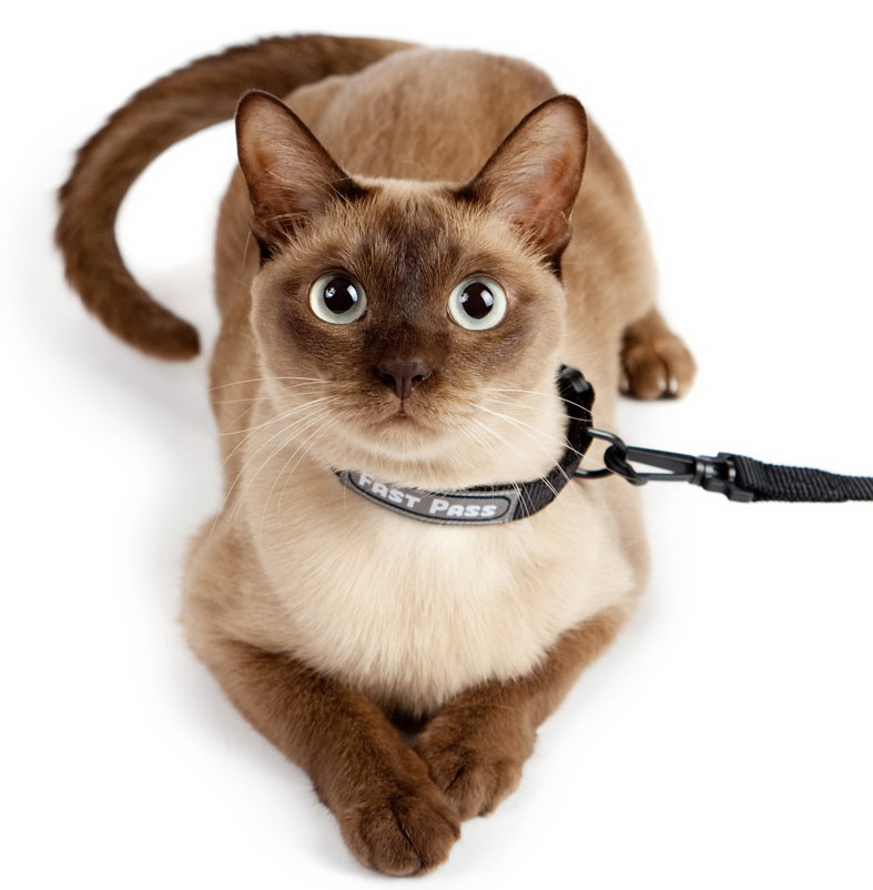 Kolar untuk kucing (36 gambar): pilihan kolar kucing yang cantik 