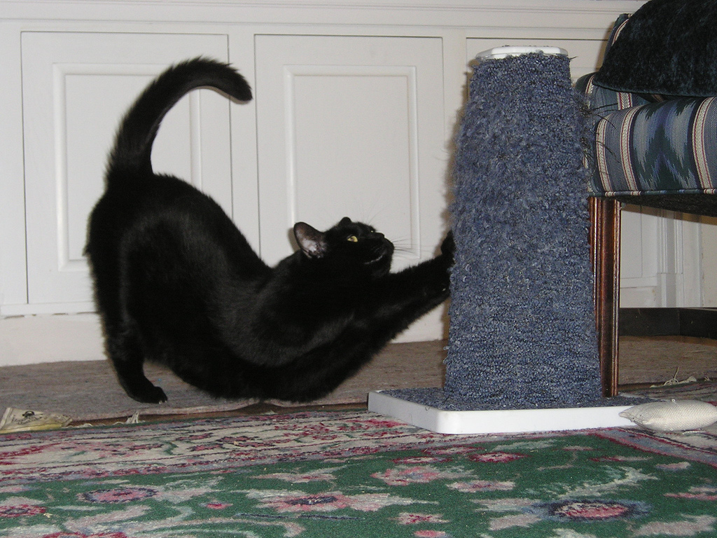 Kucing hitam British (32 gambar): perihalan kucing warna asap 