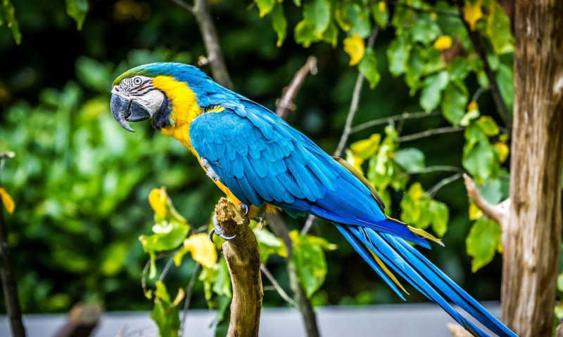 Chia sẻ hơn 111 hình ảnh con vẹt xanh hay nhất - Tin Học Vui