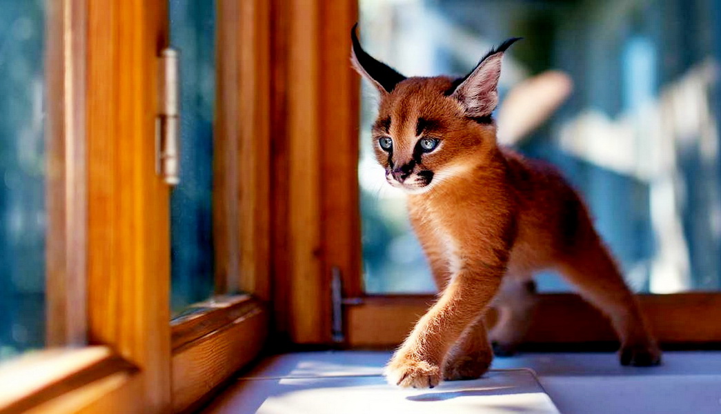 De Duurste Katten 55 Fotos Dure Kattenrassen Met Namen De Top 10 Van Duurste Kittens Ter 7839