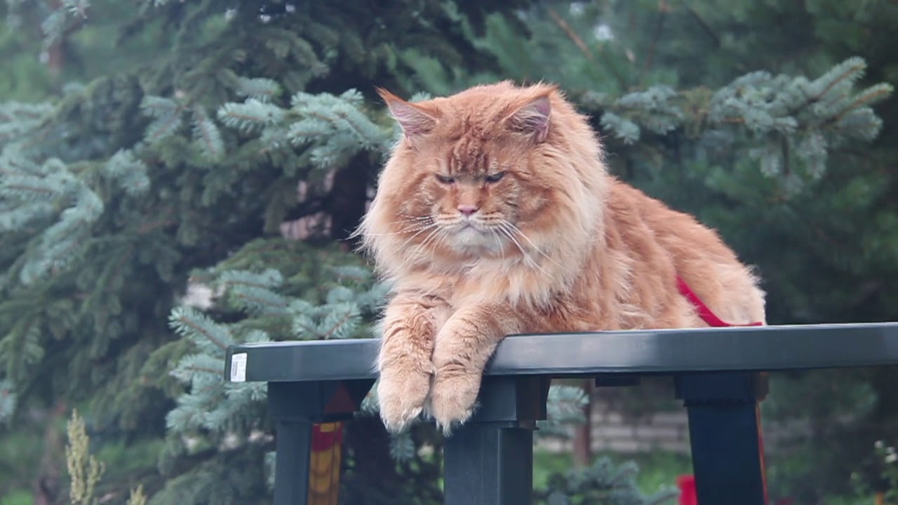 The largest maine coon (25 photos) the largest cat in the world, a record of an adult domestic