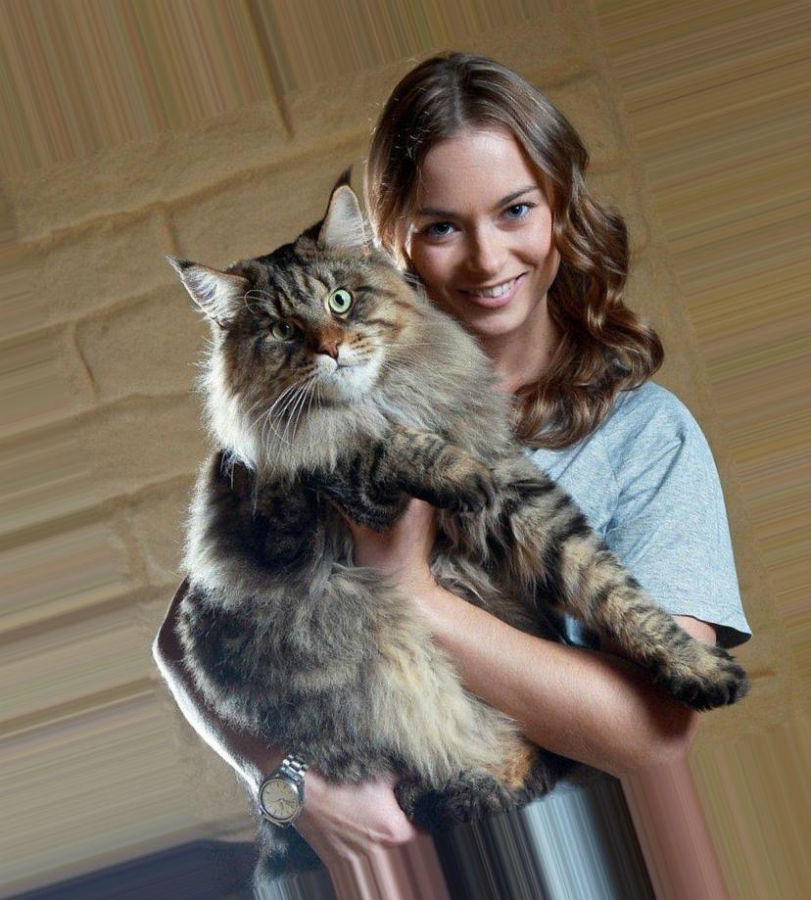 The largest maine coon (25 photos) the largest cat in the world, a