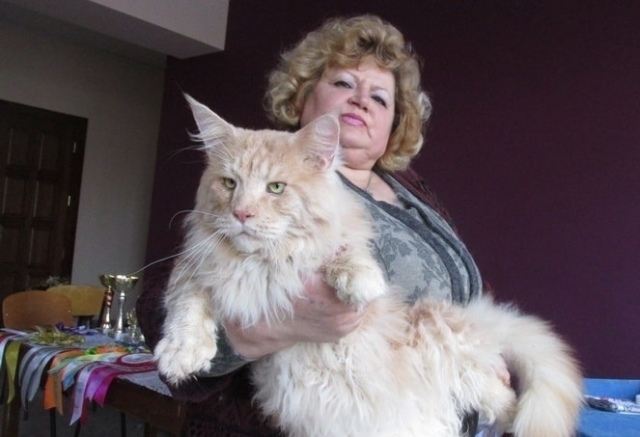The Largest Maine Coon 25 Photos The Largest Cat In The World A Record Of An Adult Domestic