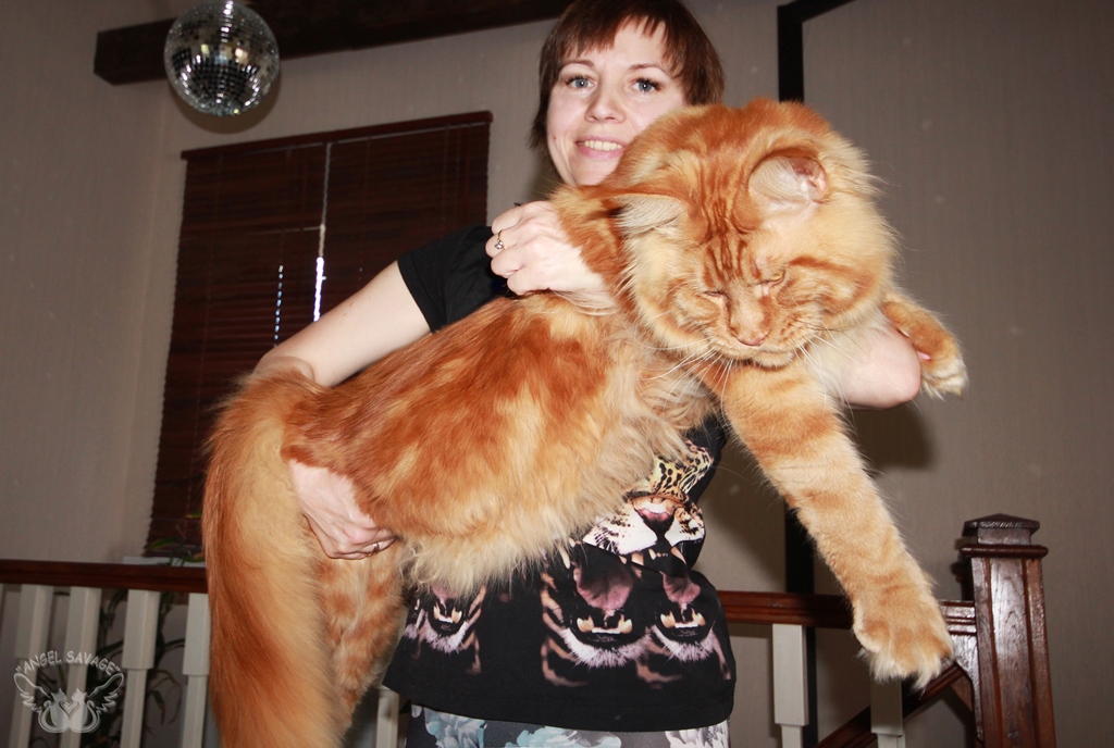 The largest maine coon (25 photos): the largest cat in the world, a ...