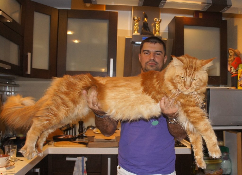 The Largest Maine Coon 25 Photos The Largest Cat In The World A Record Of An Adult Domestic
