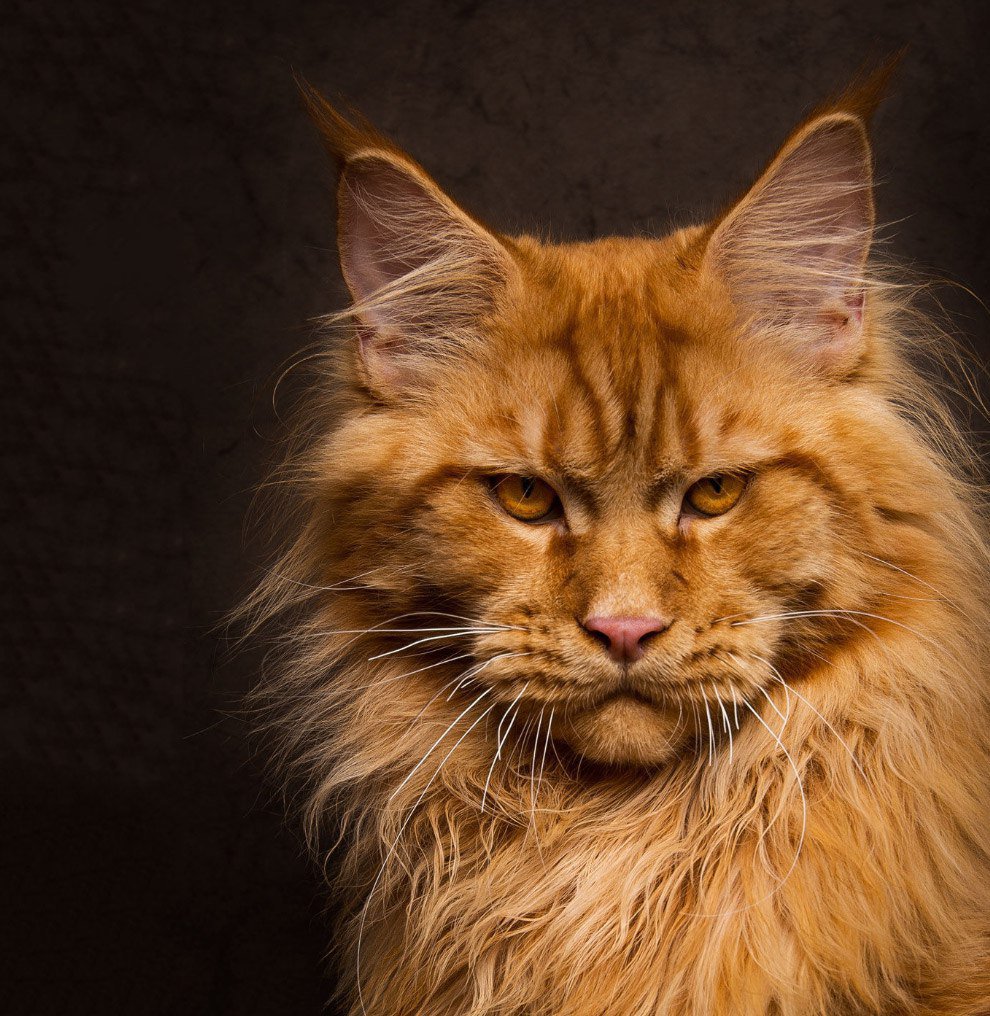 The Largest Maine Coon 25 Photos The Largest Cat In The World A 