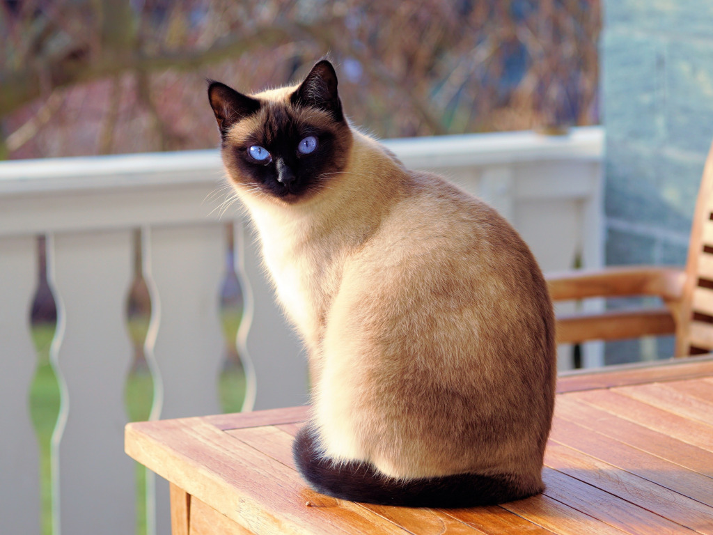 Berapa banyak kucing Siam yang tinggal? 15 gambar Purata jangka 