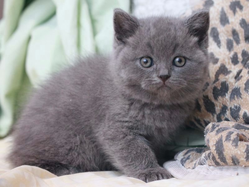 Nama kucing kelabu British (11 gambar): nama samaran yang ...