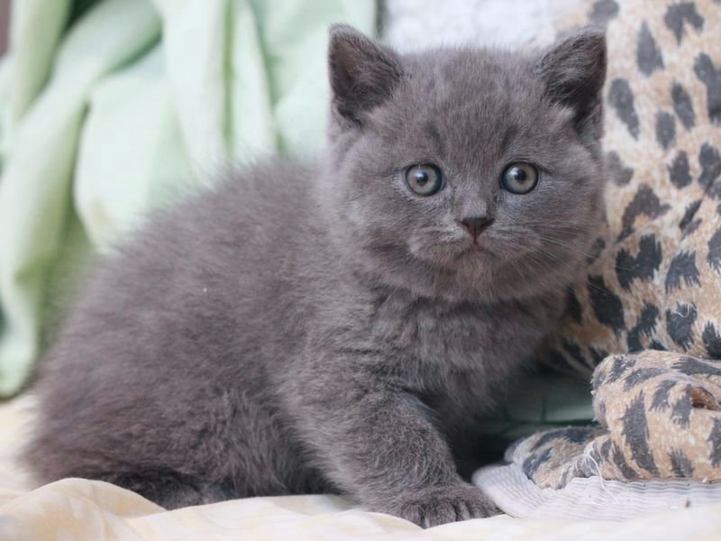 Nama kucing kelabu British (11 gambar): nama samaran yang cantik 