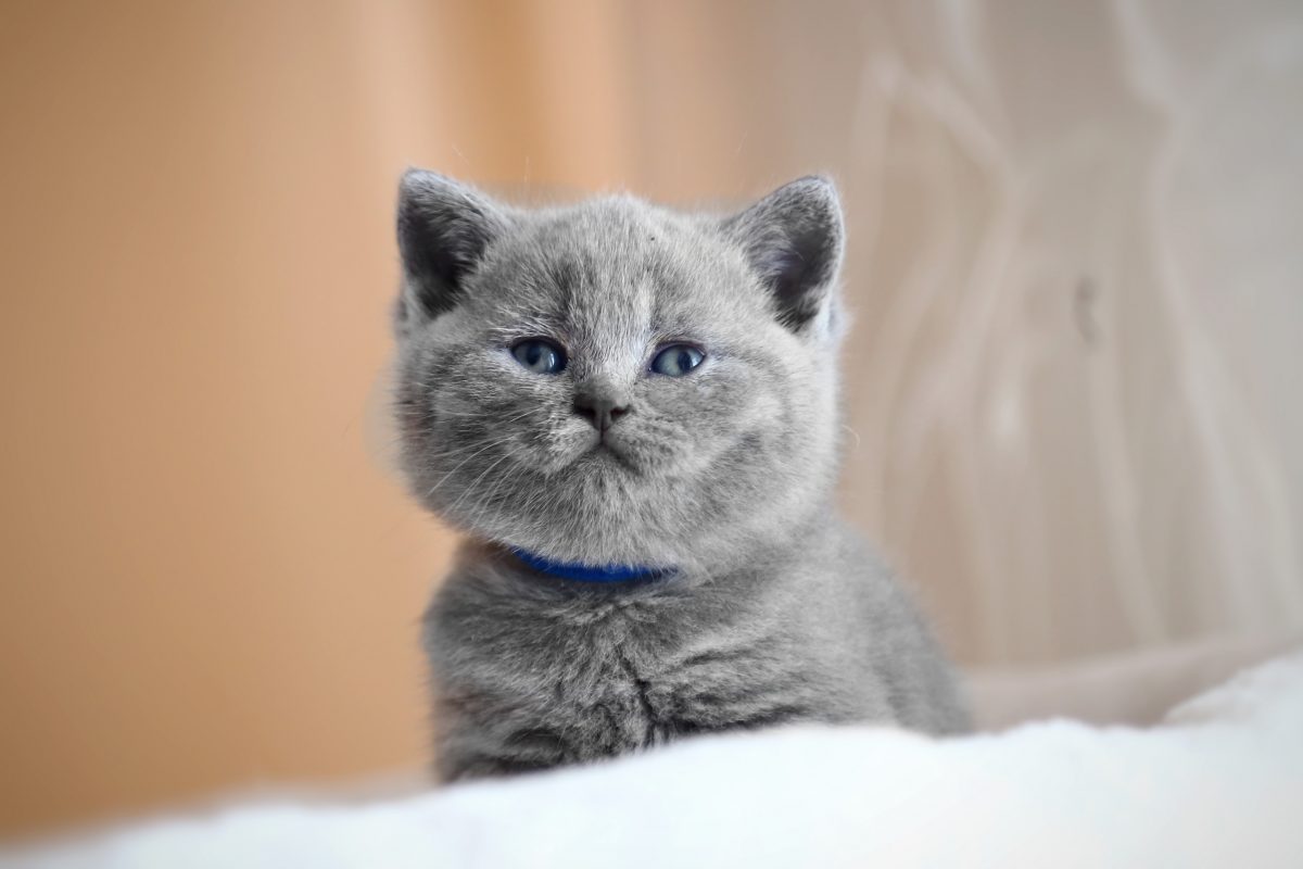 Nama kucing kelabu British (11 gambar): nama samaran yang ...