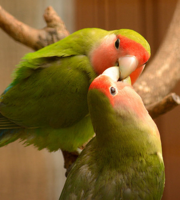 Tin Vui Vẹt Love Bird Đã Sinh Sản,Nhồng Quay Về Sau 2 Ngày Bỏ Nhà Đi -  YouTube