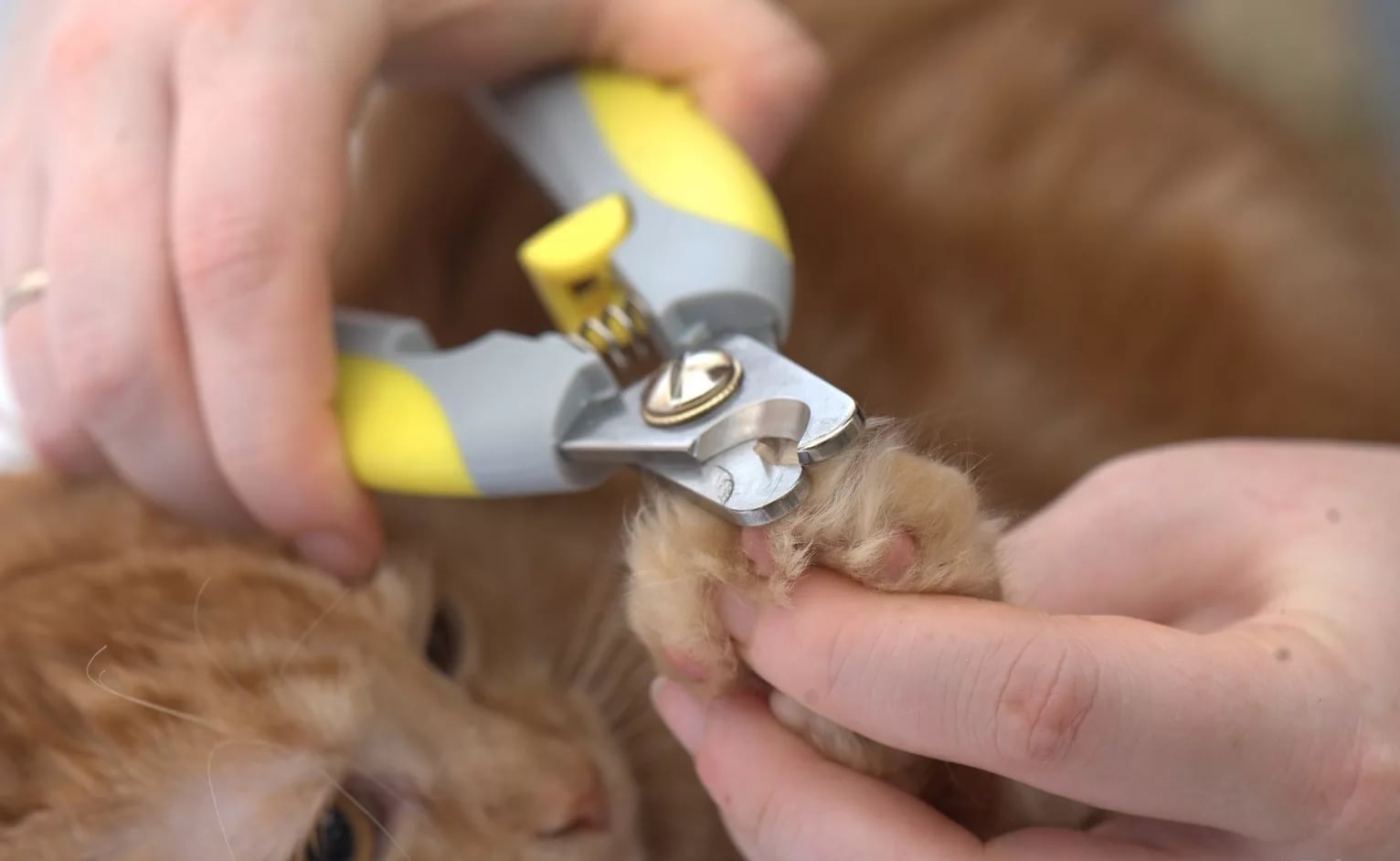 Red Maine Coon (32 foto): tingkah laku dan watak seorang anak 