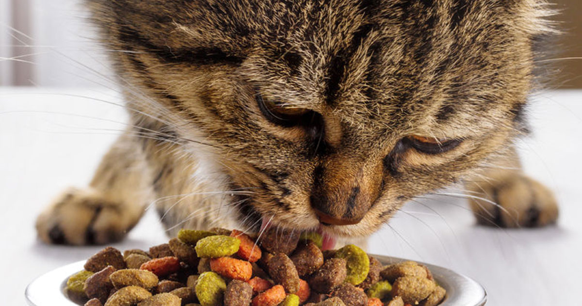 Apa Yang Perlu Memberi Makan Anak Kucing Dari 1 Hingga 3 Bulan 27 Gambar Boleh Saya Beri Dia Makanan Kering Berapa Kali Sehari Untuk Memberi Makan Anak Bulan Bulanan Dan Dua Bulan