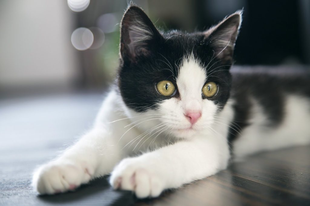 Gato blanco y negro (42 fotos): nombres de razas de gatos blancos y negros esponjosos, gatito de color negro con manchas blancas en el pecho