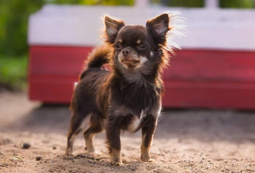 49+ Anjing chihuahua hitam update