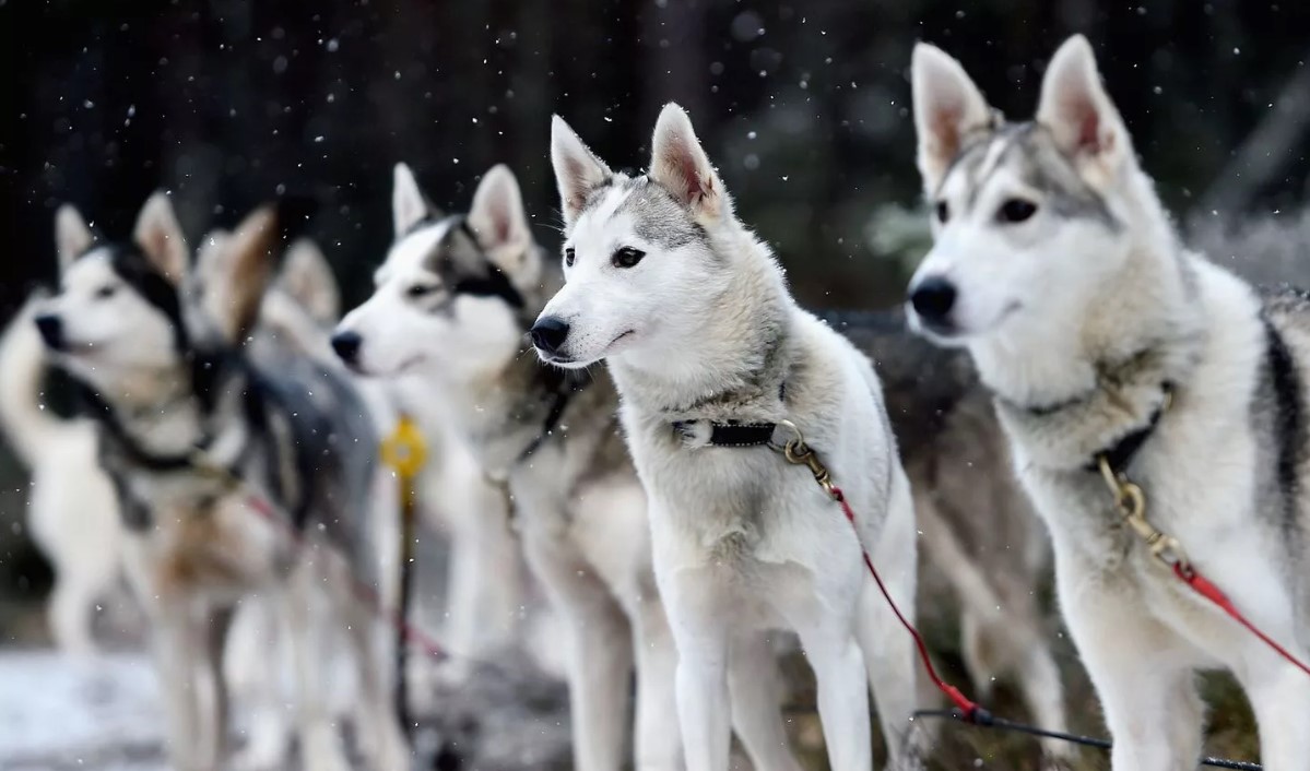 Huskies con ojos diferentes (15 fotos): ¿cómo se llama un perro con ojos  diferentes? Descripción Cachorros arlequín blanco, negro y marrón.
