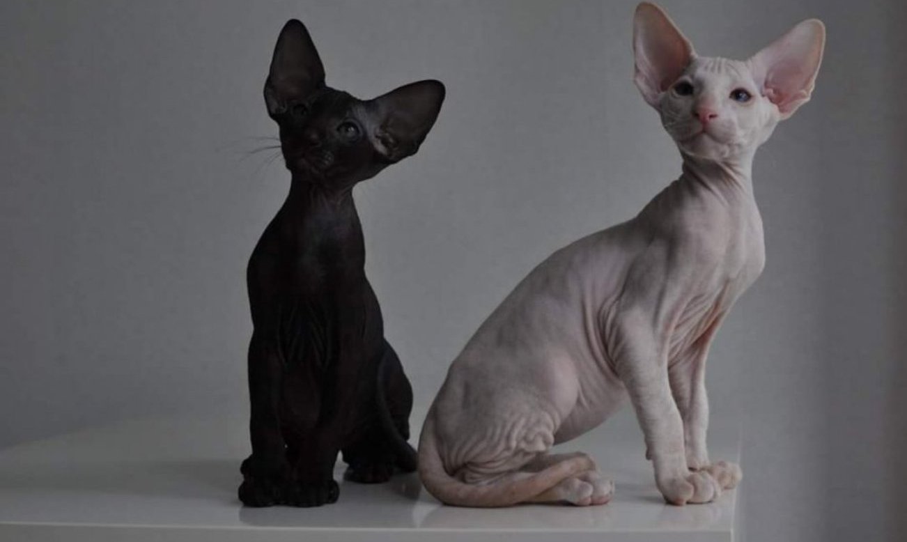 Название лысых пород. Порода сфинкс Петерболд. Сфинкс Петерболд черный. Сфинкс кошка Петерболд. Лысая кошка Петерболд.