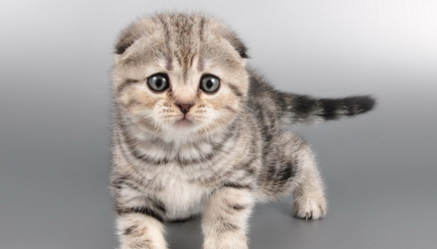 Làm Thế Nào Để Gọi Một Con Mèo Con Màu Xám? 16 Ảnh Tên Phổ Biến, Bản Gốc Và  Phổ Biến Cho Mèo Và Mèo Xám