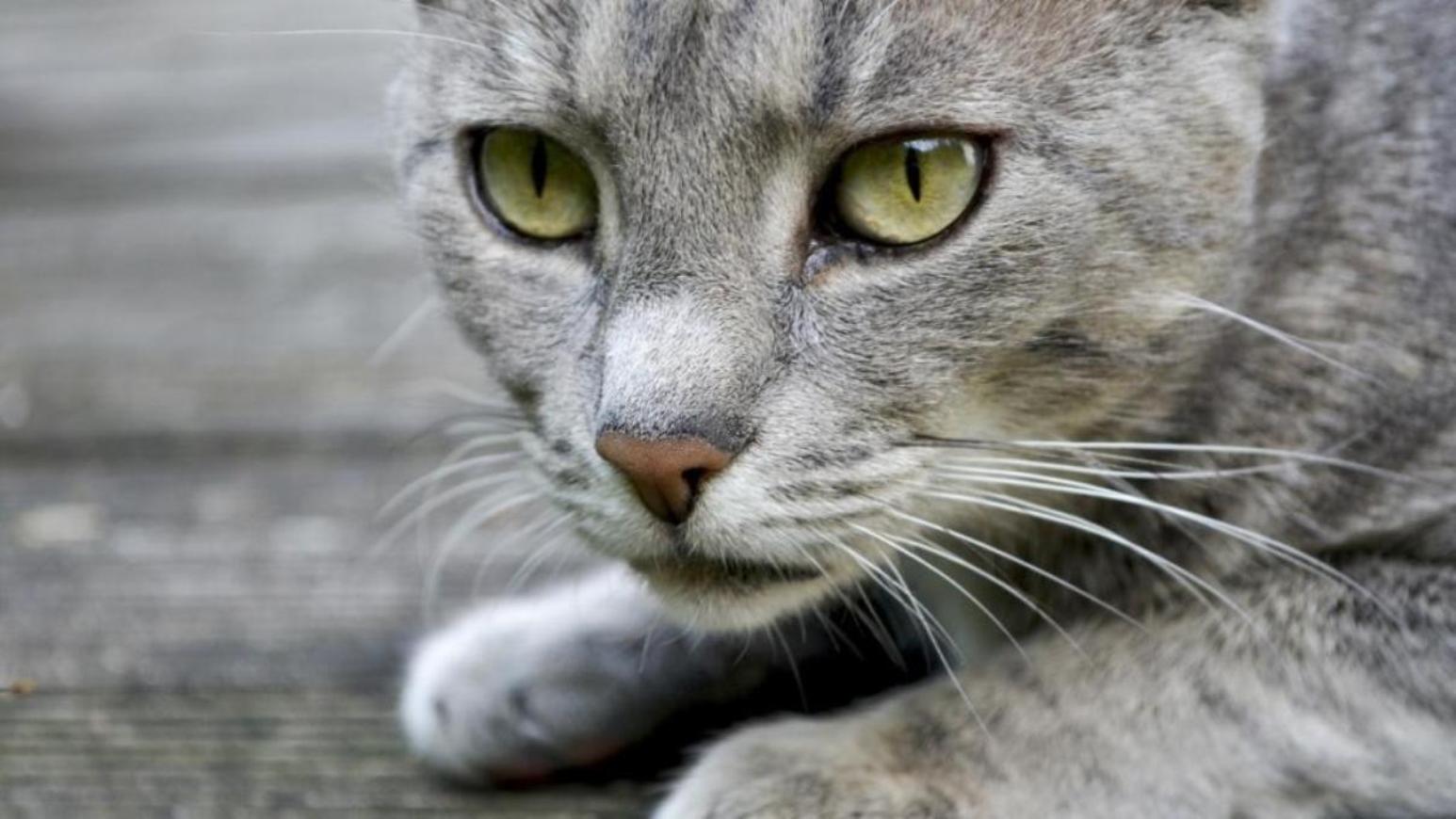 Bagaimana cara memanggil anak kucing kelabu? 16 gambar Popular 