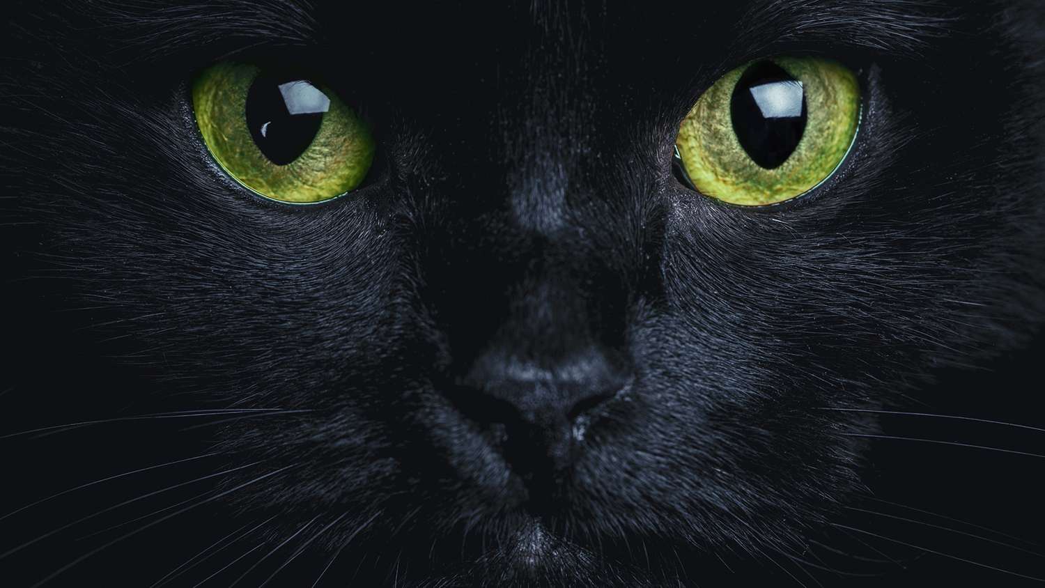 masivna crna maca