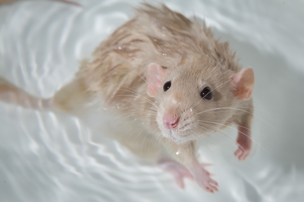 Tikus mandi