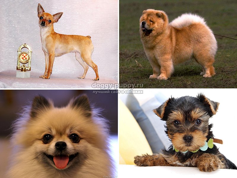 Originalūs šunų vardai