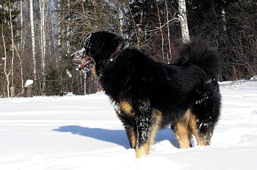 Mongolischer Schäferhund (45 Fotos) Beschreibung der Hunderasse Banhar