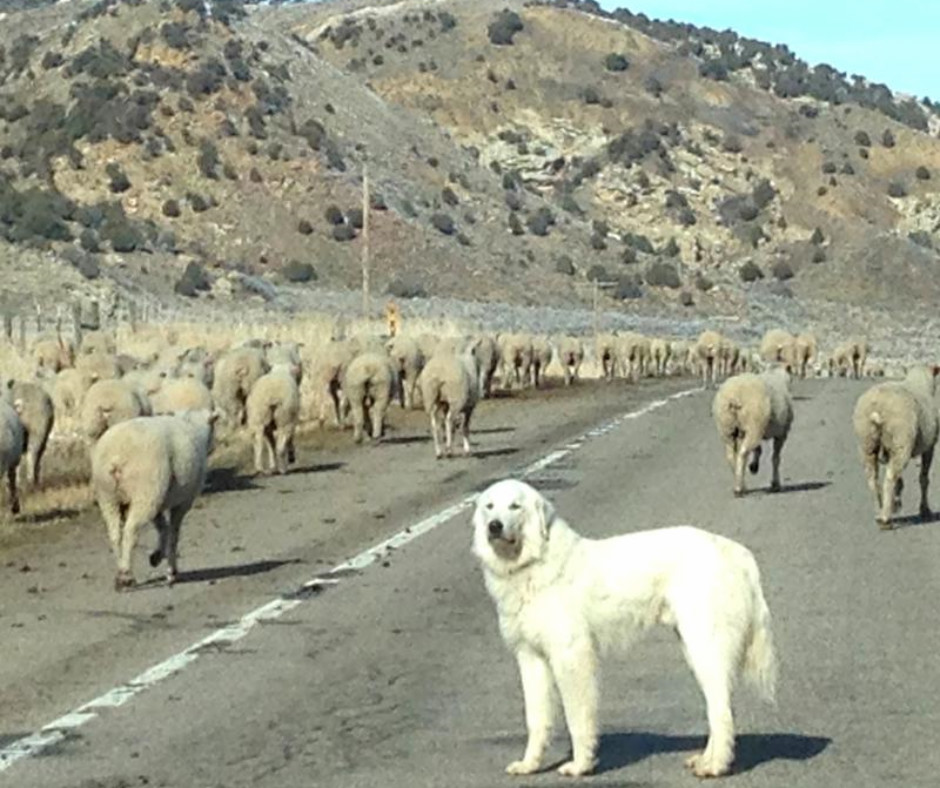Pyrenean Mountain Dog: racer beskrivelse, vedligeholdelse og pleje af hvide  hunde