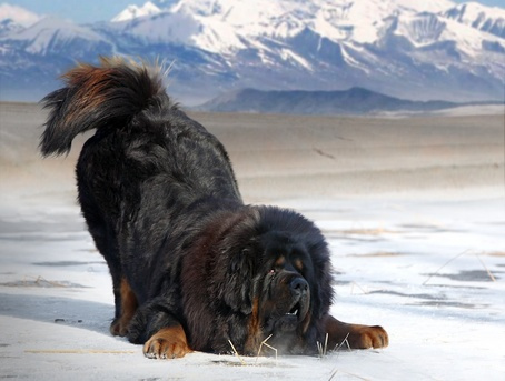 The biggest Tibetan mastiffs (29 photos): the largest Tibetan mastiff ...
