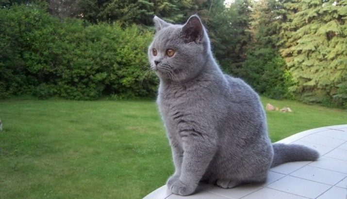 Nama kucing kelabu British 11 gambar nama samaran yang 