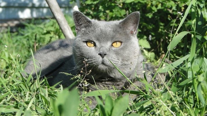 Nama kucing kelabu British (11 gambar): nama samaran yang cantik 